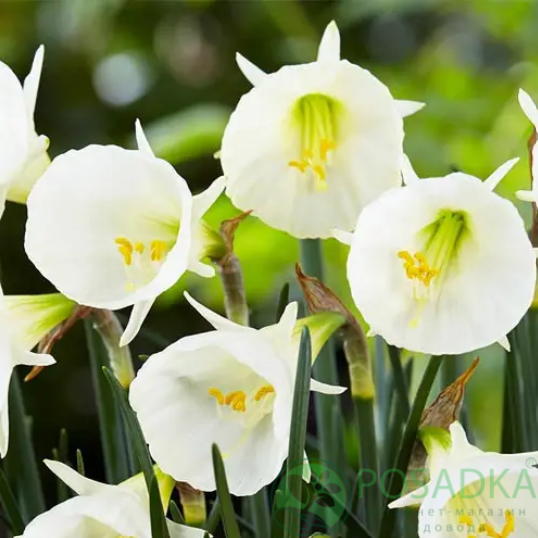 картинка Нарцисс White Petticoat  картинка Нарцисс White Petticoat