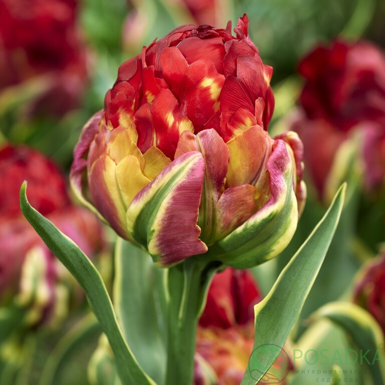 картинка Тюльпан Ice Cream Sorbet  картинка Тюльпан Ice Cream Sorbet