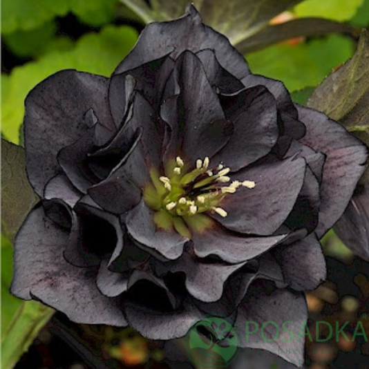 картинка Морозник Double Black 