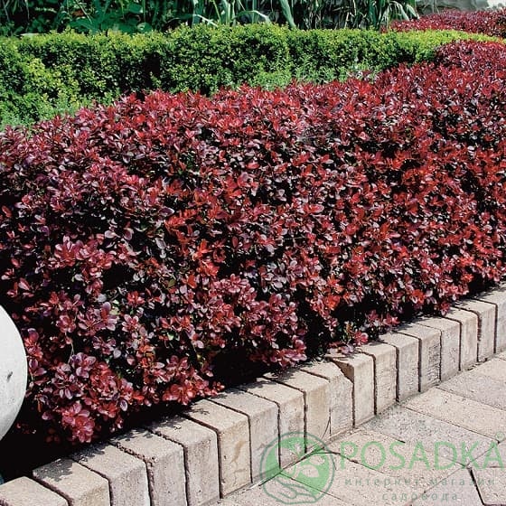 картинка Барбарис тумберга Atropurpurea Nana 