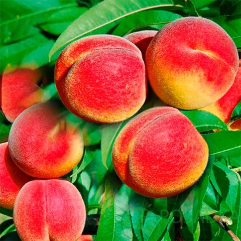 картинка Персик колоновидный Тотем садовода 