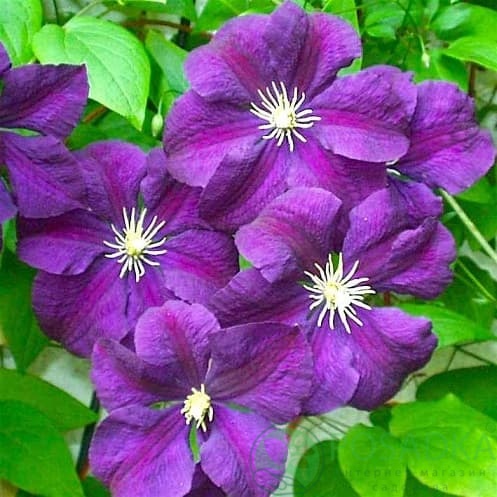картинка Клематис Etoile Violette 