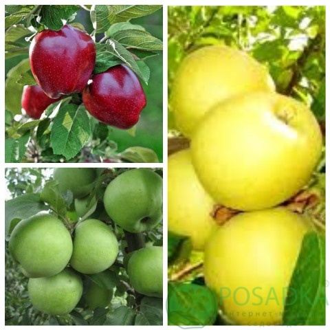 картинка Яблоня дерево сад (Симиренко, Голден Делишес, Ред Чиф) 