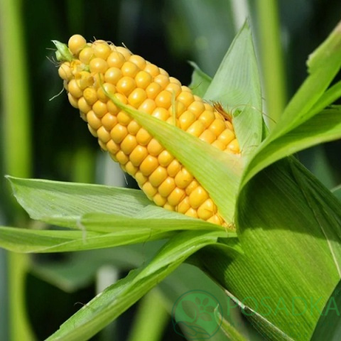 картинка Семена кукуруза Суперранняя, 20 гр, SeedEra 