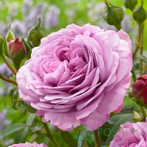 картинка Роза флорибунда Лавендер Айс  картинка Роза флорибунда Лавендер Айс