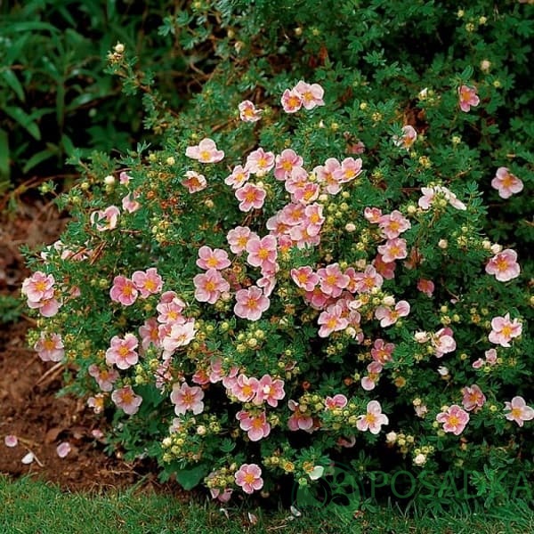 картинка Лапчатка кустарниковая Лавли Пинк 2Л 