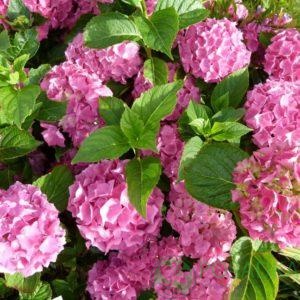 картинка Гортензия крупнолистная Endless Summer Bailmer 