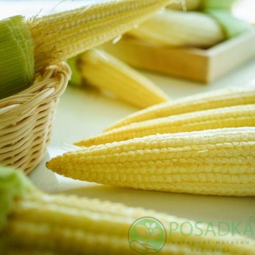 картинка Семена кукуруза Миникорн 20 гр, SeedEra 