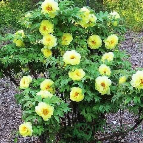 картинка Пион древовидный Hai Huang 