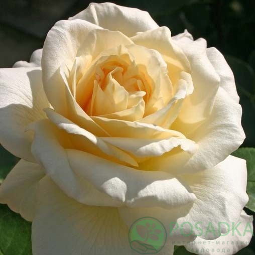 картинка Роза чайно-гибридная Ла Перла 