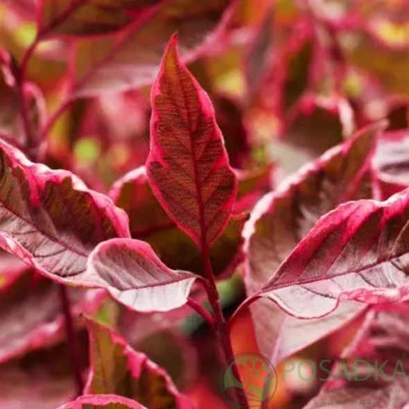 картинка Дерен белый Миракл 