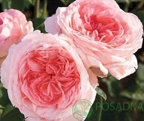 картинка Роза чайно-гибридная Лив Тайлер 