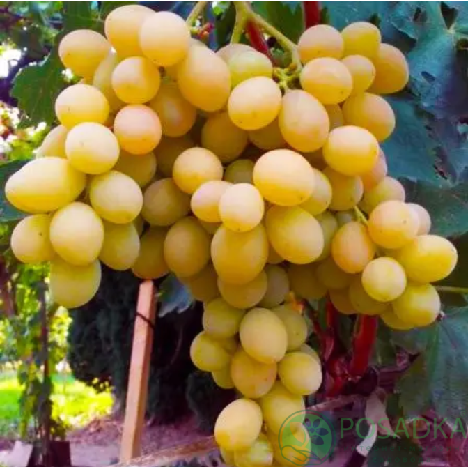 картинка Виноград кишмиш Блян 