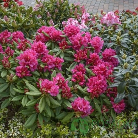 картинка Рододендрон гибридный Dr H.C. Dresselhuys 