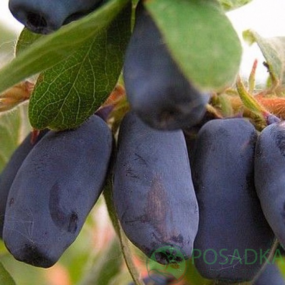 картинка Жимолость съедобная Хоней Би  картинка Жимолость съедобная Хоней Би