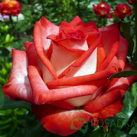 картинка Роза чайно-гибридная Блаш 