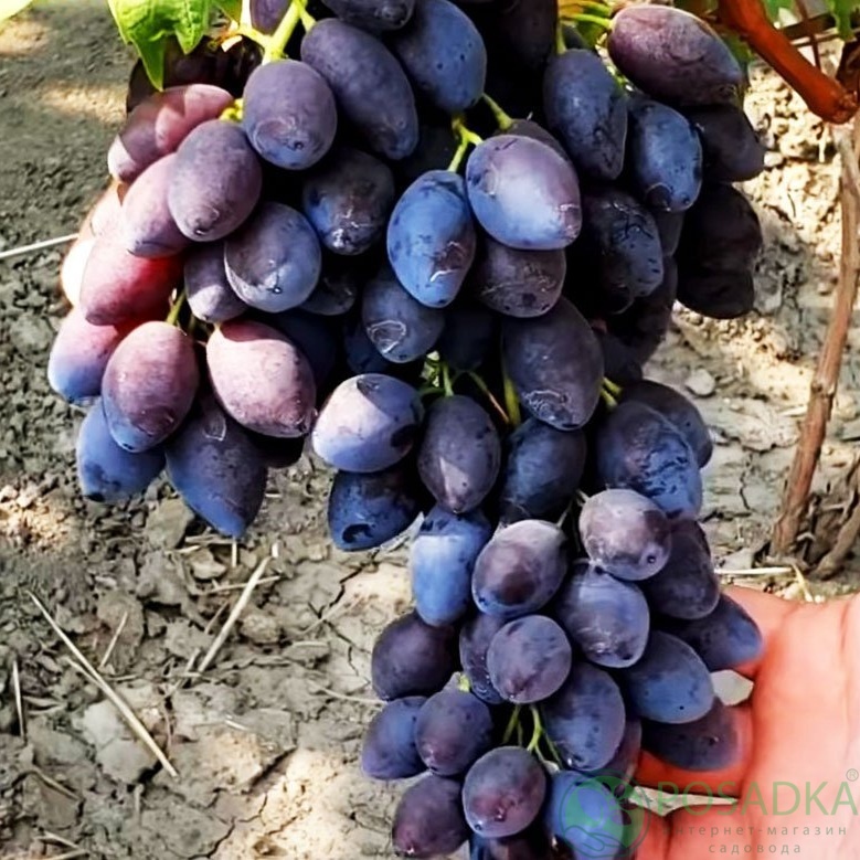 картинка Виноград кишмиш Брависсимо 