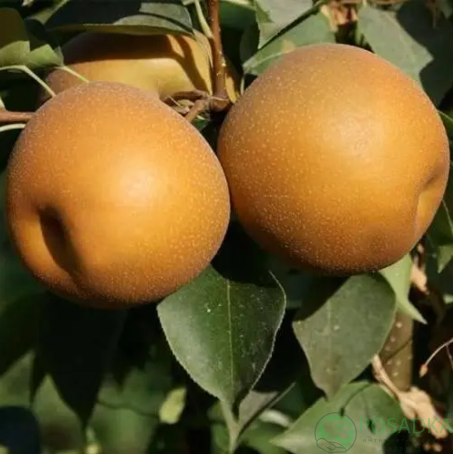 картинка Груша азиатская Шинсейки 