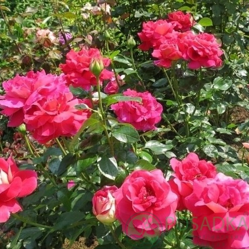 картинка Роза чайно-гибридная Кроненбург 