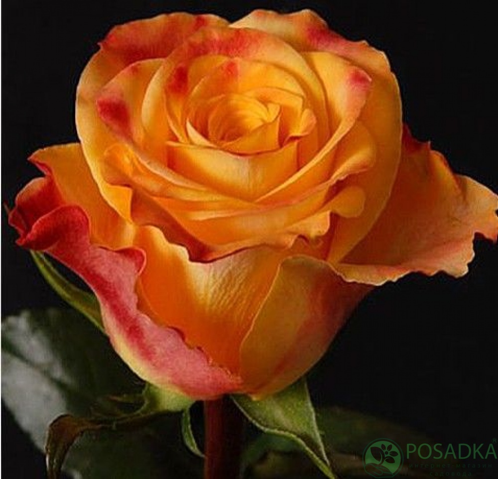 картинка Роза чайно-гибридная Мари Клер (Marie Claire) 