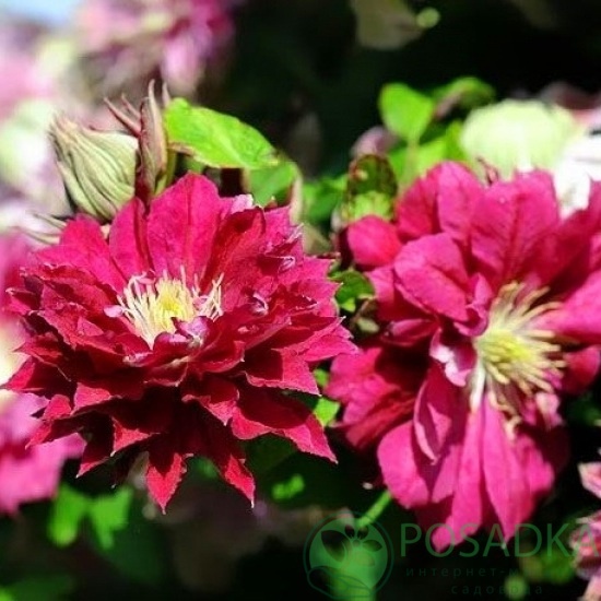 картинка Клематис Akafuji  картинка Клематис Akafuji