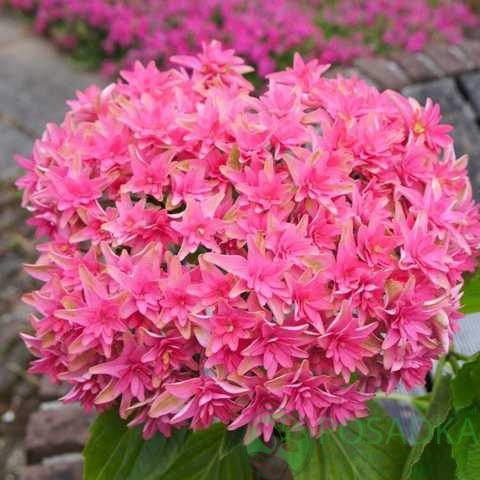 картинка Гортензия крупнолистная You & Me Prinzess Diana 