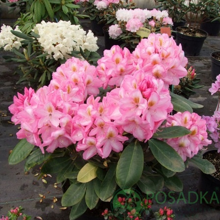 картинка Рододендрон гибридный Arkadius 