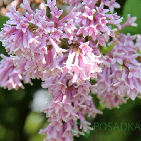 картинка Сирень Венгерская 7.5л 