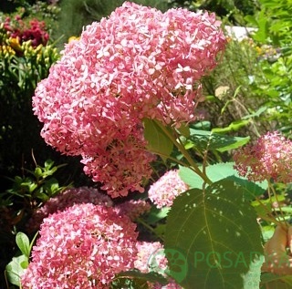 картинка Гортензия древовидная 'Magical Pinkerbell' 