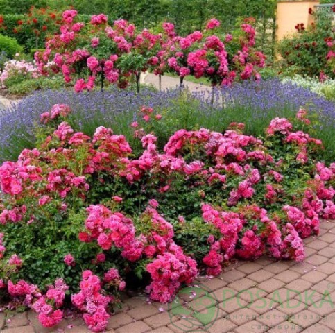 картинка Роза кустовая 4 Сезона 