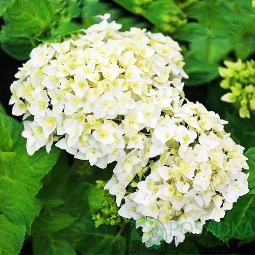 картинка Гортензия крупнолистная First White 