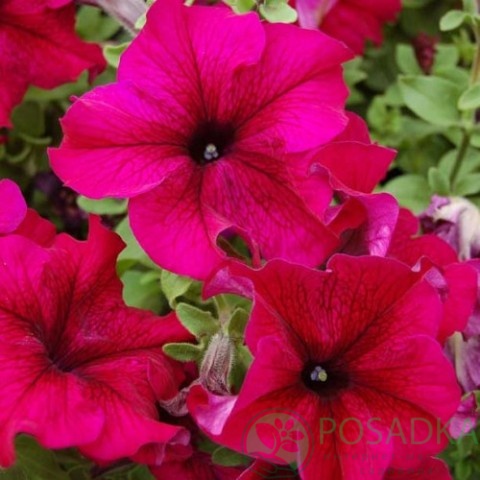 картинка Петуния крупноцветковая низкорослая Радость F1 семена (10шт) 