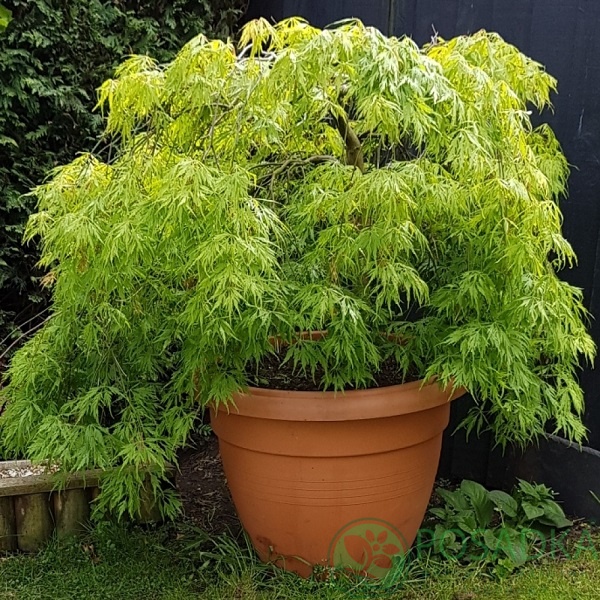 картинка Клён пальмолистный Эмералд Лейс  картинка Клён пальмолистный Эмералд Лейс