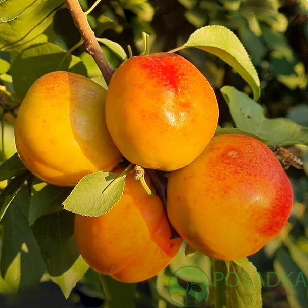 картинка Гибрид слива-абрикос Априум 