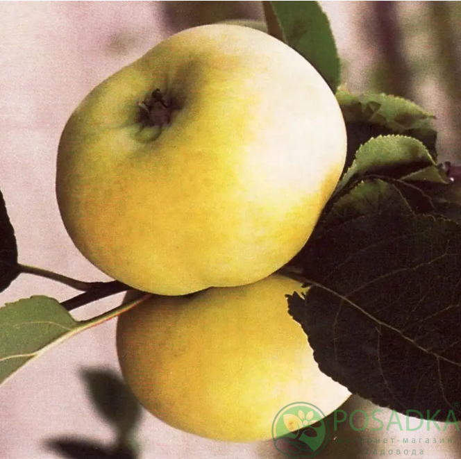 картинка Яблоня Донешта 