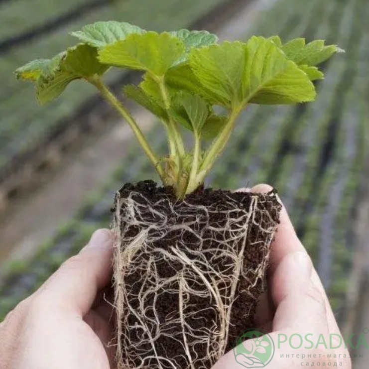 картинка Клубника Динамит  картинка Клубника Динамит