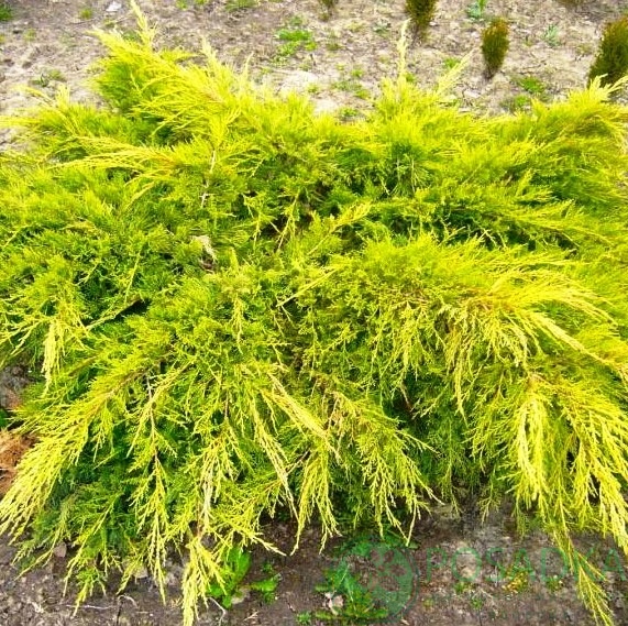 картинка Можжевельник средний Gold Star (Голд Стар) 