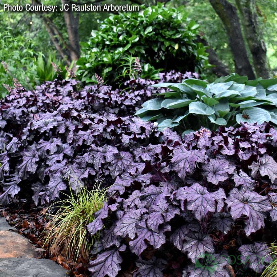 картинка Гейхера Grande Amethyst 