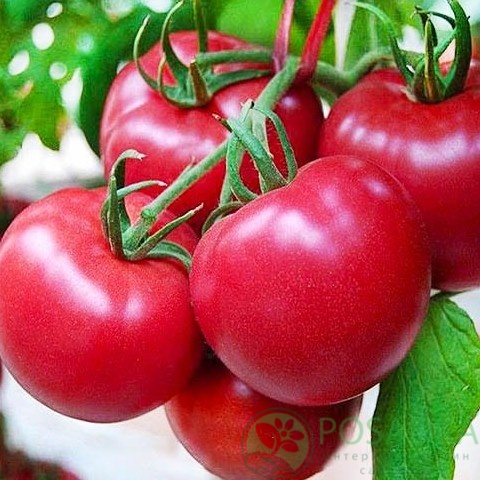картинка Семена Томат Банзай 0.1гр, SeedEra 