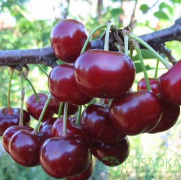 картинка Вишня Тургеневская 