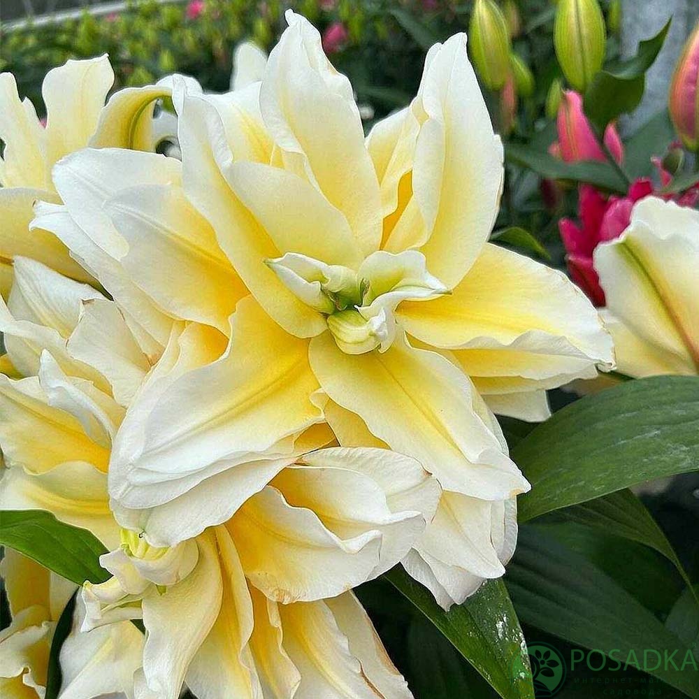 картинка Лилия Roselily Ludwina 