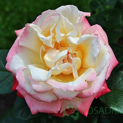 картинка Роза чайно-гибридная Летиция Каста 