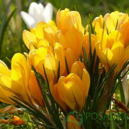 картинка Крокус Korolkowii  картинка Крокус Korolkowii