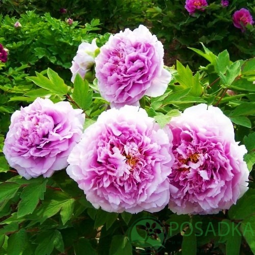 картинка Пион древовидный Charming Sights after Rain Yu Hou Feng Guang 