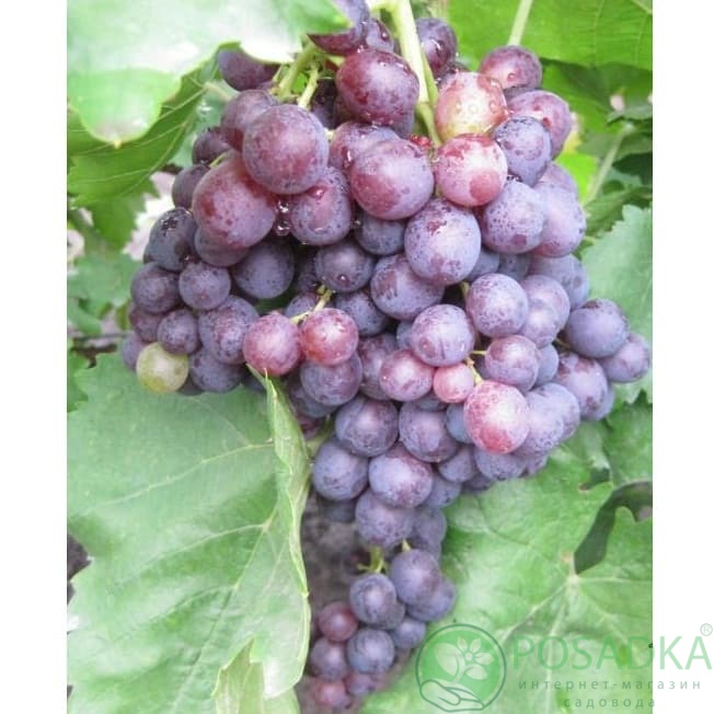 картинка Виноград кишмиш Реджина 