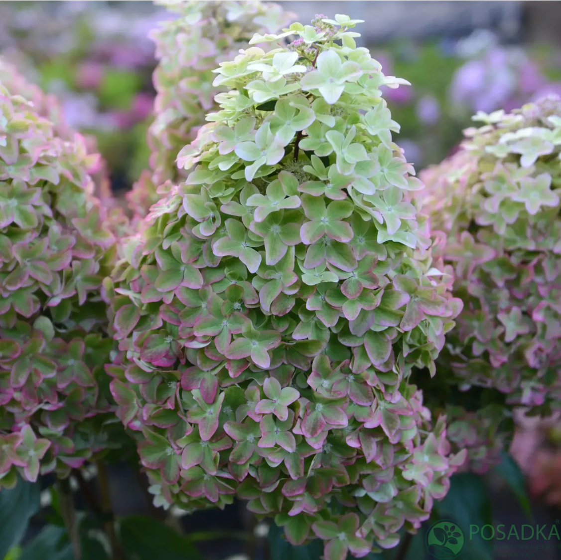 картинка Гортензия метельчатая 2-х летняя Металлика (MetalIica) С2 