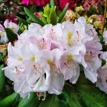 картинка Рододендрон гибридный Catawbiense Album 