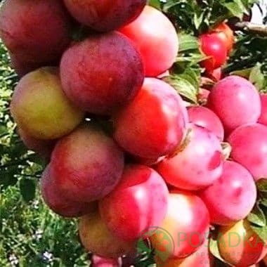 картинка Слива Персиковая 