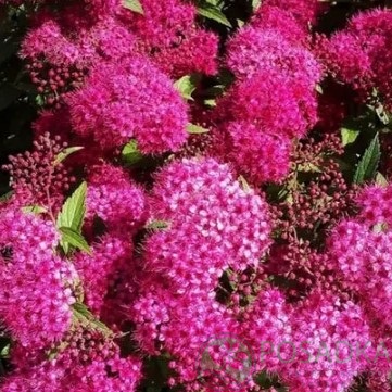 картинка Спирея японская Дартс Ред С3  картинка Спирея японская Дартс Ред С3