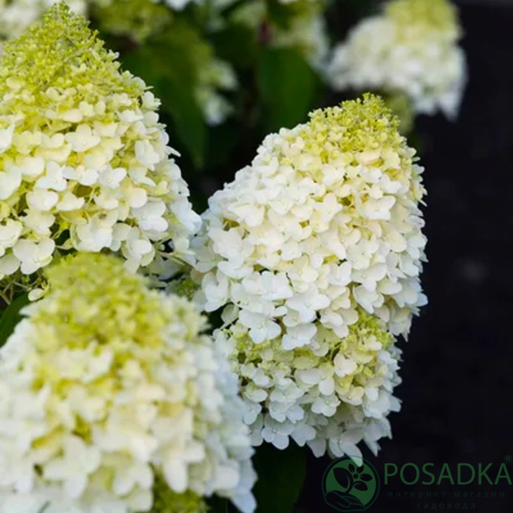 картинка Гортензия метельчатая Sugar Rush С2 